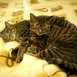 里親になっていただける方を募集しています