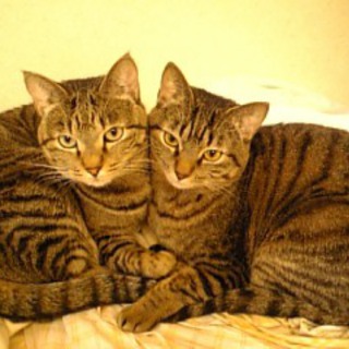 里親になっていただける方を探しています