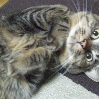 里親になっていただける方を探しています