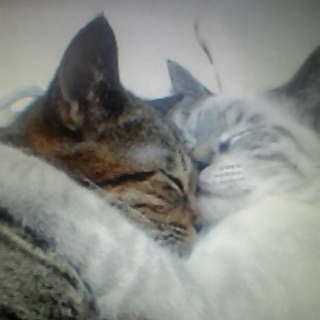 里親になっていただける方を探しています