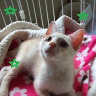 茶トラの　♂　里親さん募集しています。