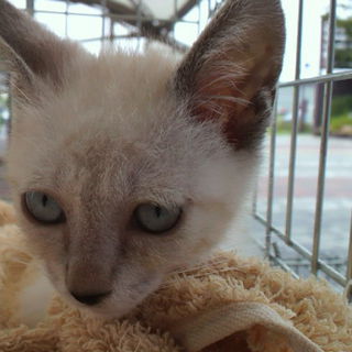 里親さん募集です。