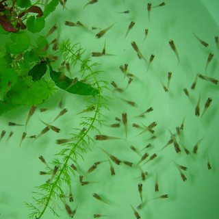 屋外飼育グッピーが増えすぎました。