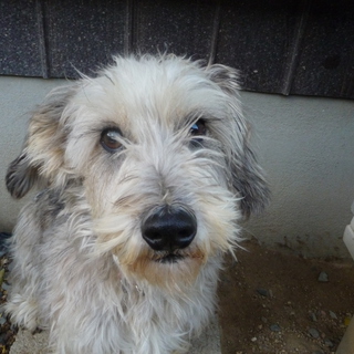 やんちゃでかわいい子です。