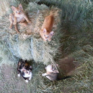 4月26日生まれの子猫です