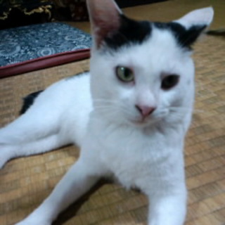 かわいがってくださる方急募！