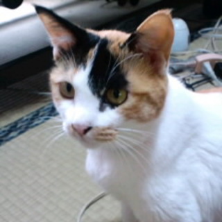 抱っこが大好き