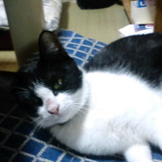 のびのびできる環境で飼えるかた、急募！