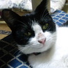 のびのびできる環境で飼えるかた、急募！ サムネイル2