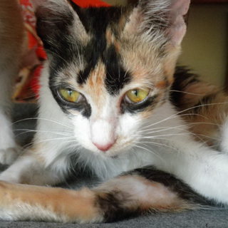 里親を探しています！