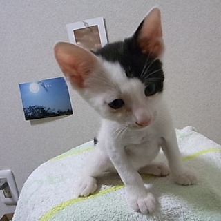 子猫4匹の里親急募！