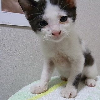 子猫４匹の里親急募！