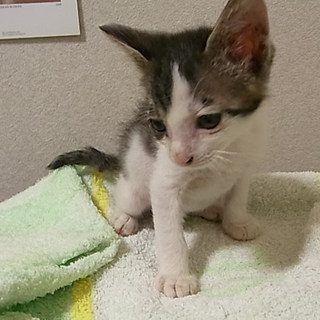 子猫4匹の里親急募！