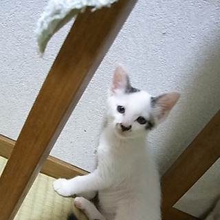 子猫4匹の里親急募！