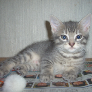 　大事に飼ってくださる方募集