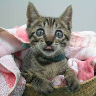 キジトラの男の子です。