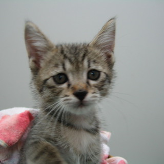 元気いっぱいの女の子です