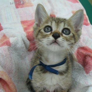 おっとりした男の子です