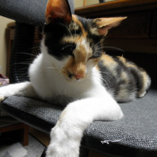 里親を探しています。