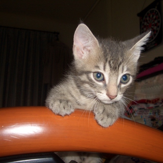 大事に飼ってくれる方募集