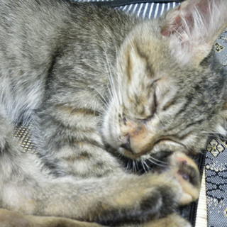 里親をさがしています！