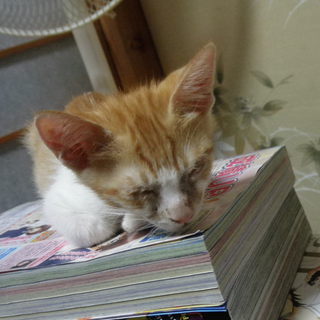 里親を探しています！