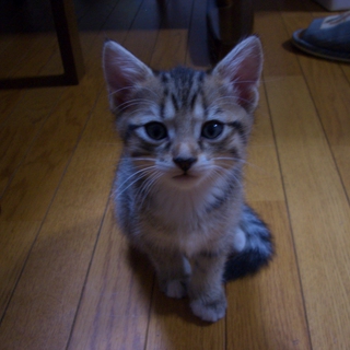 可愛がってくださる方募集します