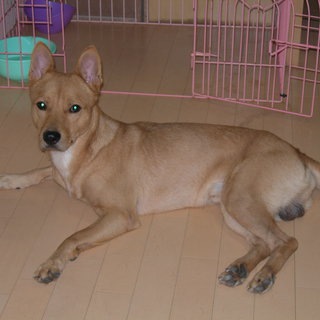 里親になってあげてください