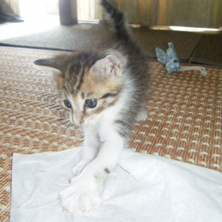 子猫2匹もらってください