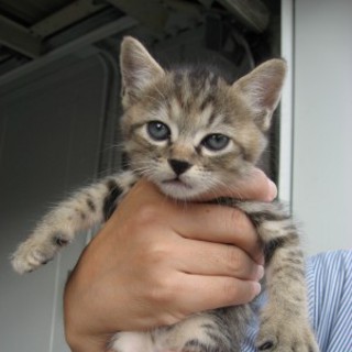 かわいい仔猫保護しました