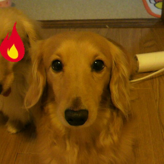 里親を探しています。