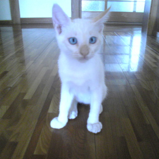 里親募集　3ヶ月の男の子　シロネコ小ちゃん