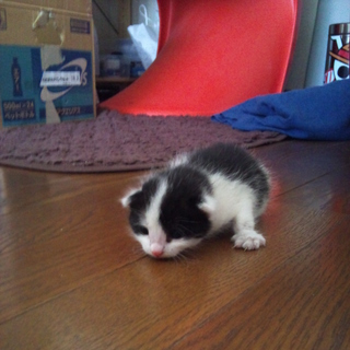 生後10日くらいです