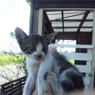赤ちゃん猫里親募集中