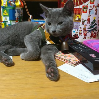 ロシアンブルーの子猫　里親募集！