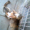 猫*大切にして下さる里親様募集 サムネイル3
