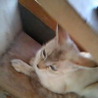 猫*大切にして下さる里親様募集 サムネイル2