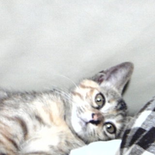 急募!!　かわいい女の子です♪