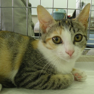 でら！みけねこ！