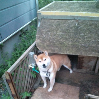 里親募集！！柴犬２匹です！！