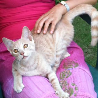 お陰さまで里親見つかりましたので募集締め切りいたします。ありがとうございました。