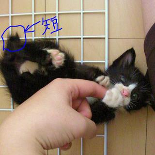 ♂♀コンビです!  家族にしてください!