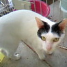 猫*大切にして下さる里親様募集 サムネイル7