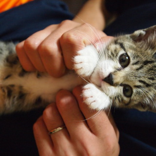 里親探しています。