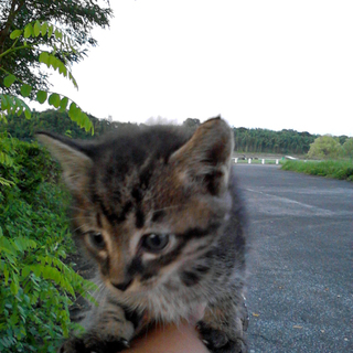 マーウマーウの里親を募集
