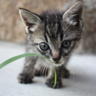 子猫の里親募集