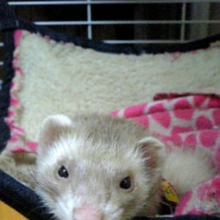 可愛がって下さい。