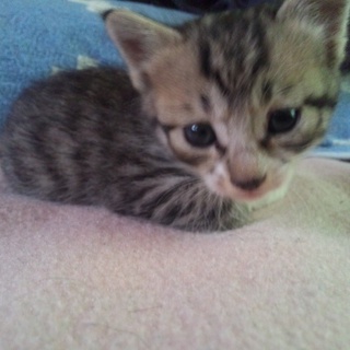 子猫の家族になってください