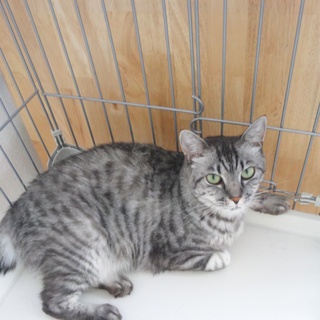 里親さん募集してます！