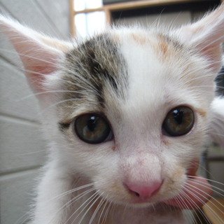 そこを何とかお願いします｡